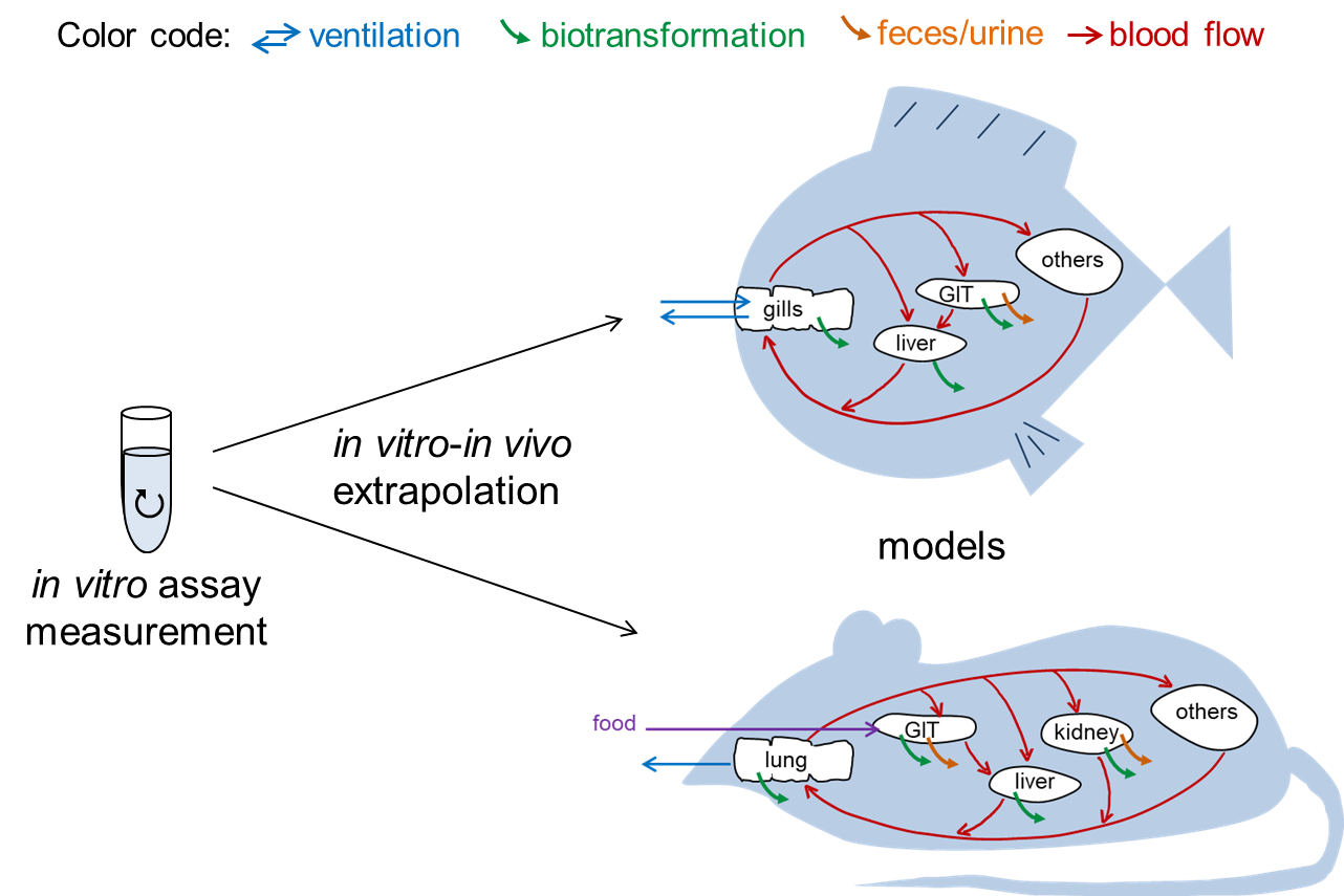 Quantitative in vitro - in vivo extrapolation in the context of bioaccumulation assessment